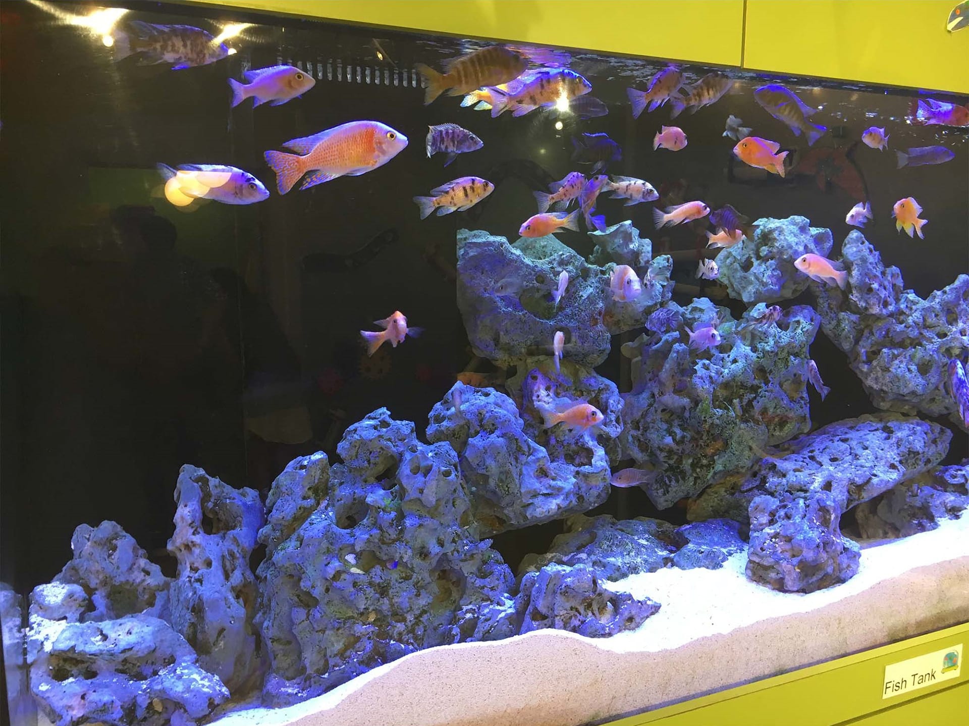 Fish tank with several fish inside.